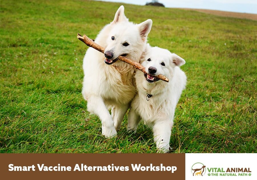 vitalanimal singlepostpage nttworkshopbig