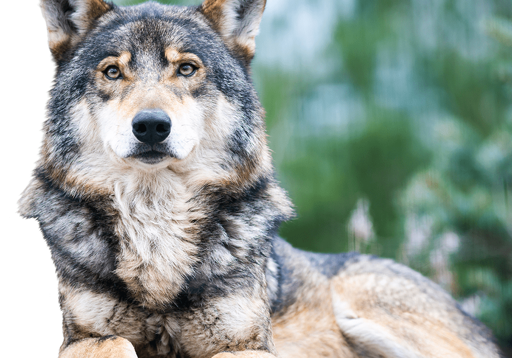 Join Vital Animal Alpha