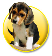 Animals - Beagle Puppy
