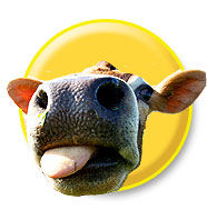 Animals - Cow