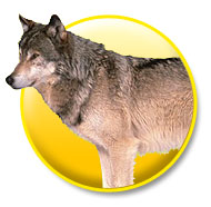 Animals - Wolf 