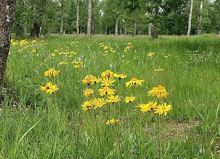 Arnica montana in the wild