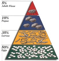 Flea Pyramid