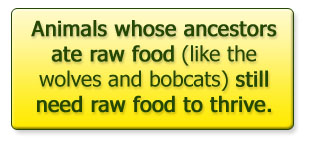 Raw Food for Pets