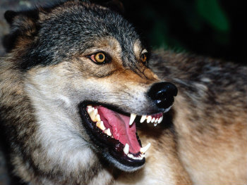 Dog teeth, wolf teeth.