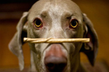 dog with treat on his nose