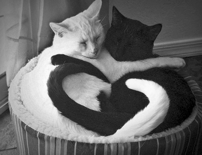 Black and white cats embracing