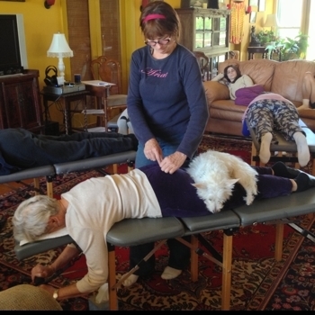 dog on human in network chiropractic