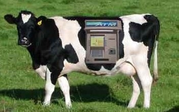 Cow with ATM in her side
