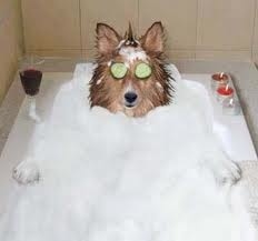 Dog in tub of at spa