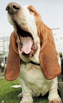 Bassett hound yawning