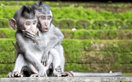 Monkeys staring in disbelief