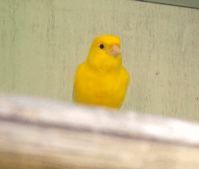Yellow canary, a sentinel of harm