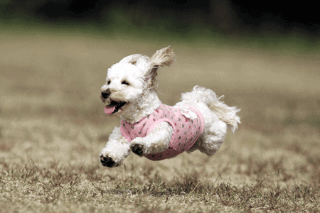 racing poodle in pink coat