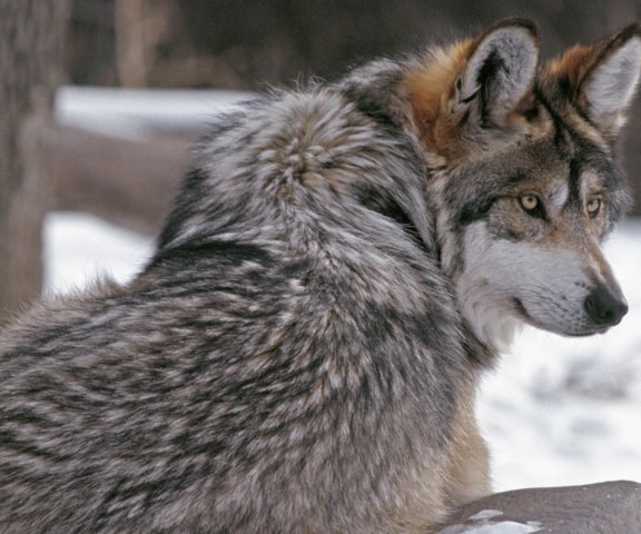 Wolf-turning-look-Sign-up-page-receive-vital-animal-newsletter