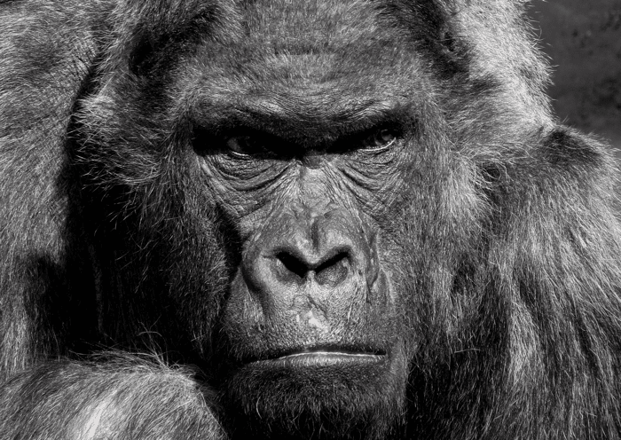 angry gorilla face