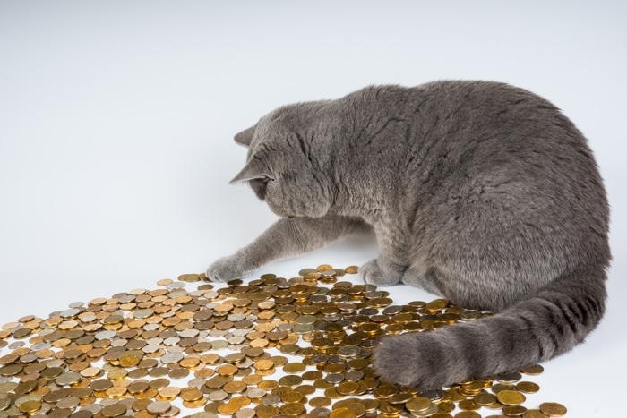 Cat counting money: too much is spent on diagnosis.