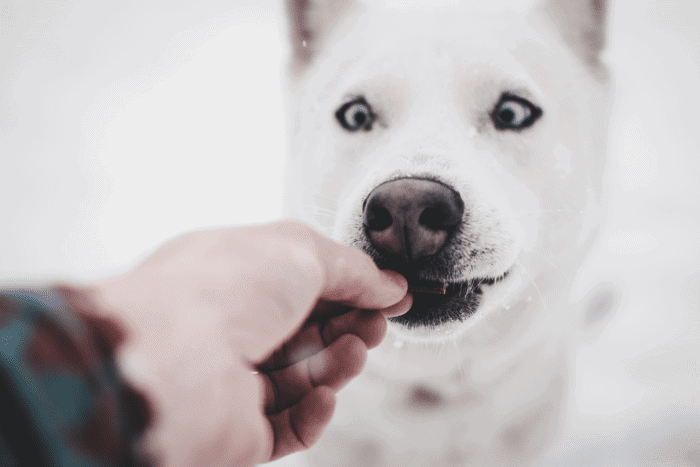 Hand feeding a dog. Can diet alone cure allergies?
