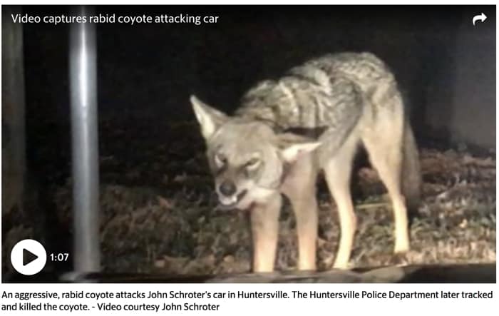rabid-coyote-attacks-car