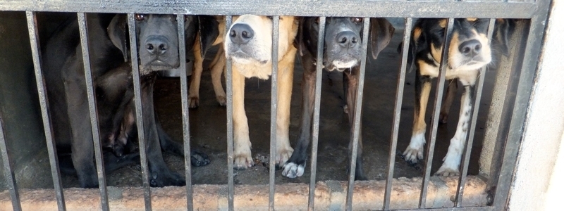 four dogs in cage