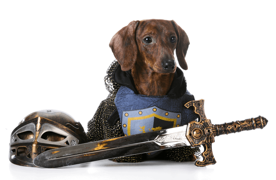 Dachshund in Armor with Sword