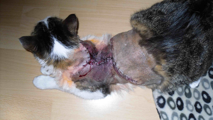 cat with tumor surgery stitches
