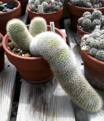 Cactus looking like penis and testicles