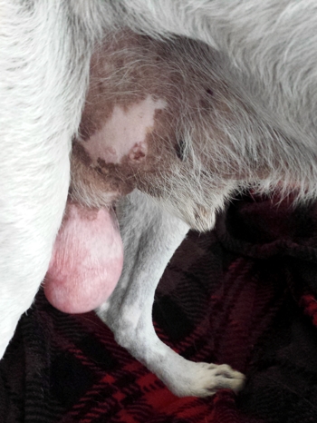 Hanging tumor in groin on dog.