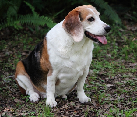Very fat Beagle dog