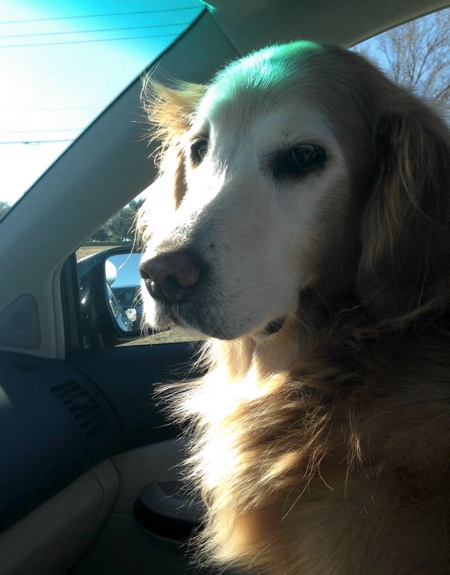 Old wise dog face, in car