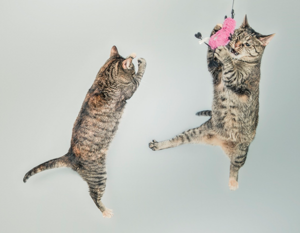 Leaping cats
