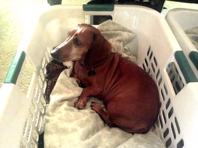 Lily the Dachshund, watching from her new position: in a laundry basket.
