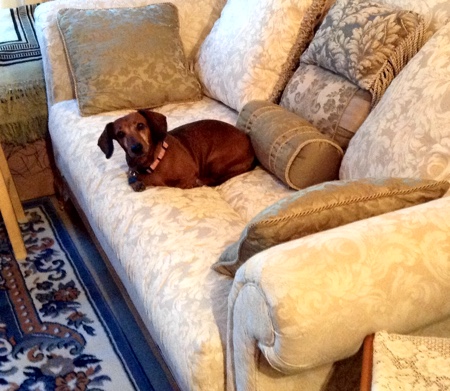 Lily, the heartworm dog, on her couch