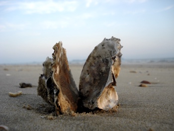 Oyster-shell-on-end