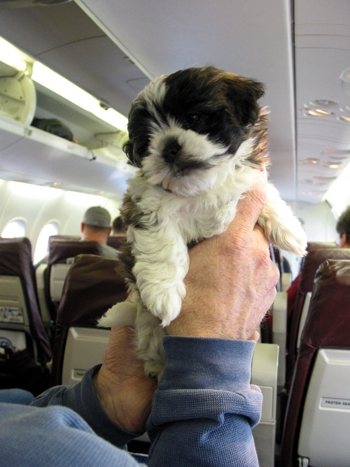Puppy on a plane