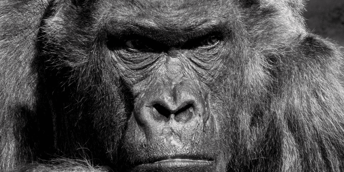 angry gorilla face