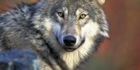 Dogs are genetically nearly identical to wolves. Feeding choices should follow that knowledge.