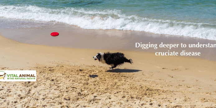 dog frisbee chase beach