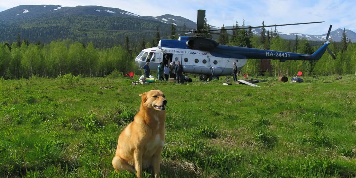 dog, helicopter 1200