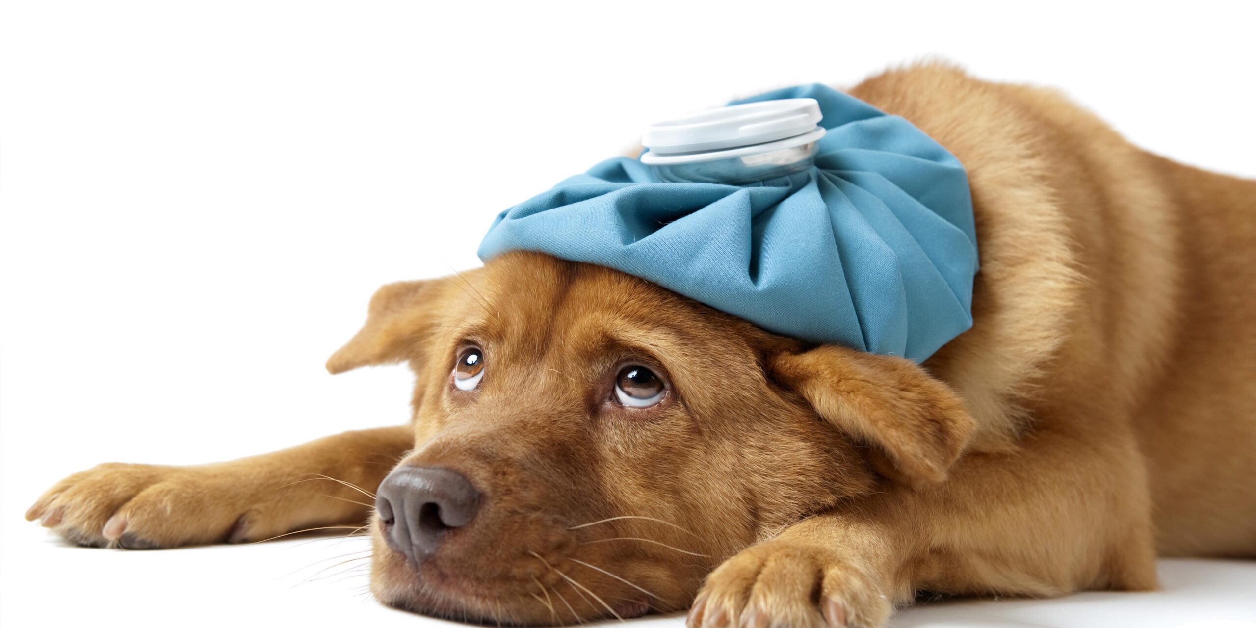 Picture of Sick Dog with Bag on Head
