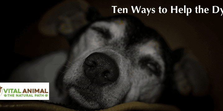 Dying dog, 10 ways to help