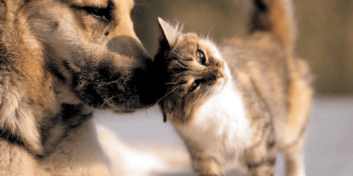 dog and cat nuzzling