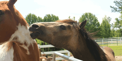 Horse biting another horse