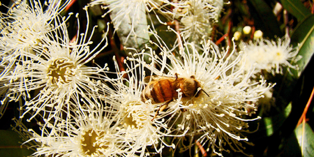 bee on eucalyptus flower