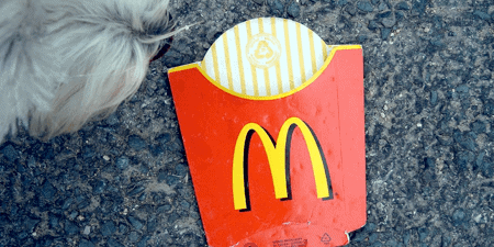 dog sniffing McDonald's fries bag