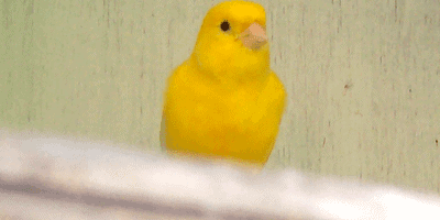 Yellow canary, a sentinel of harm