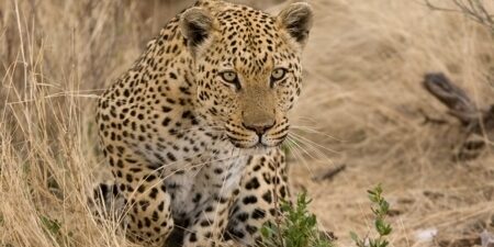 leopard, hunting