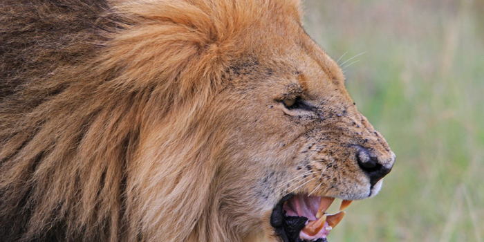 Lion scowl