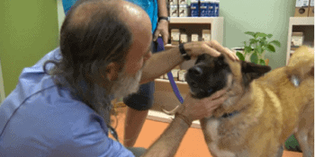 Dr. Falconer examining recovered dog flu dog