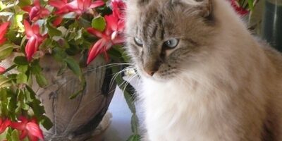 Pretty cat by flowers